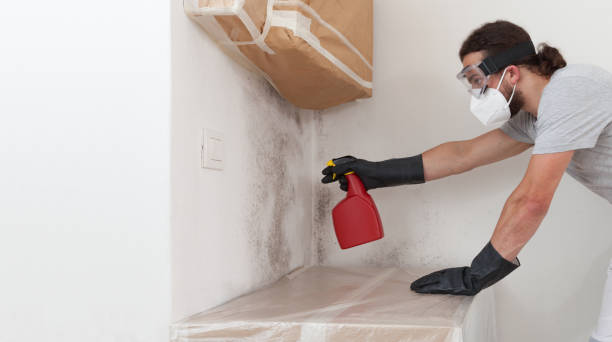 Professional Basement Mold Removal technician working in Bluemont, VA