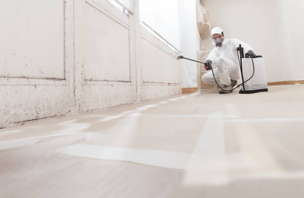 24/7 Emergency Basement Mold Removal experts in Bluemont, VA