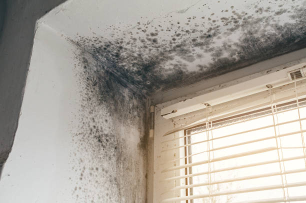Affordable Basement Mold Removal solutions in Bluemont, VA