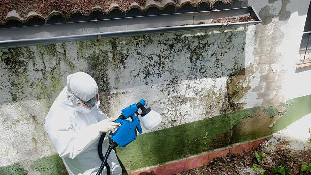 Top rated local Basement Mold Removal specialists in Bluemont, VA